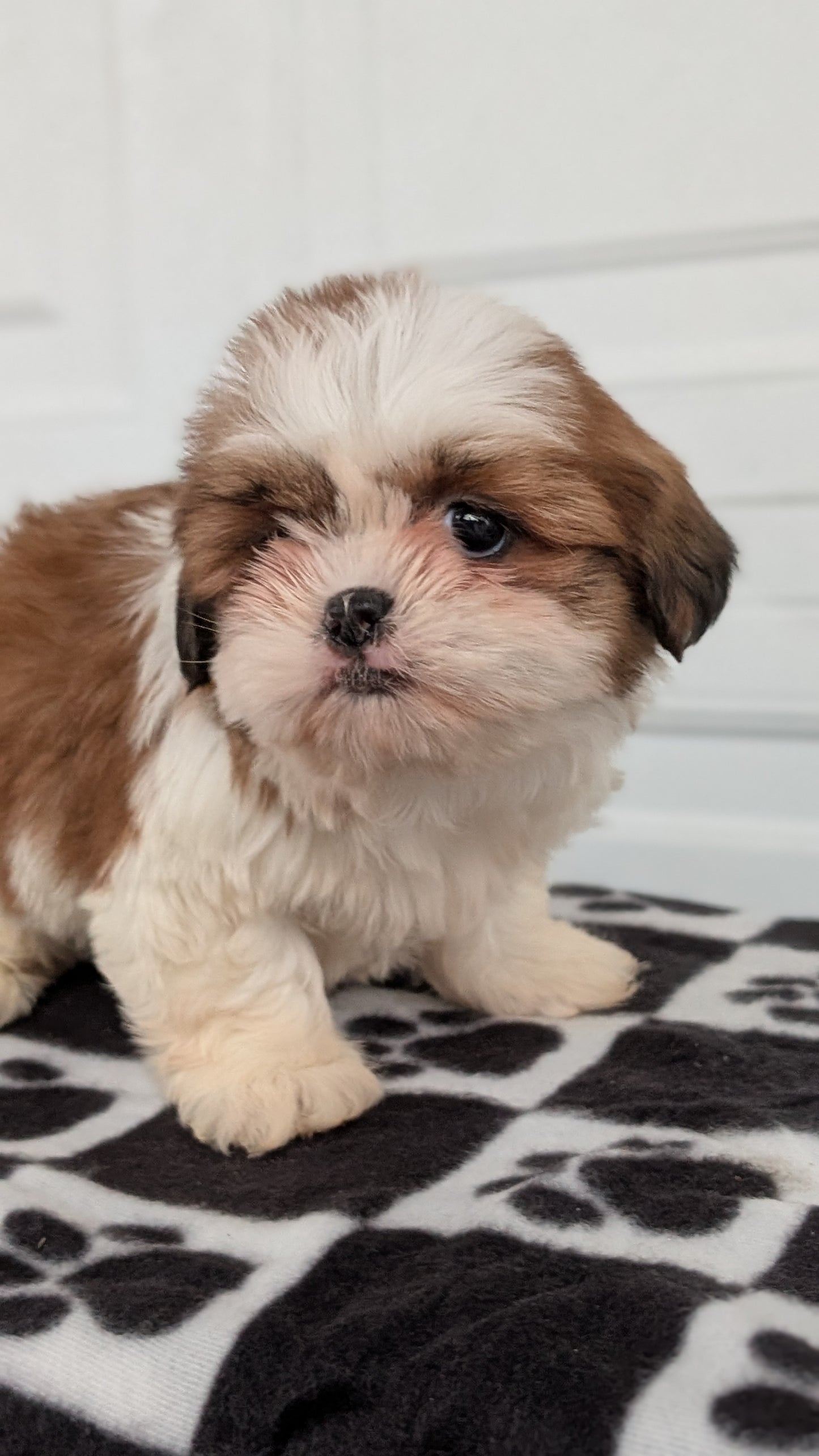 SHIH TZU (NOV 15) FEMALES