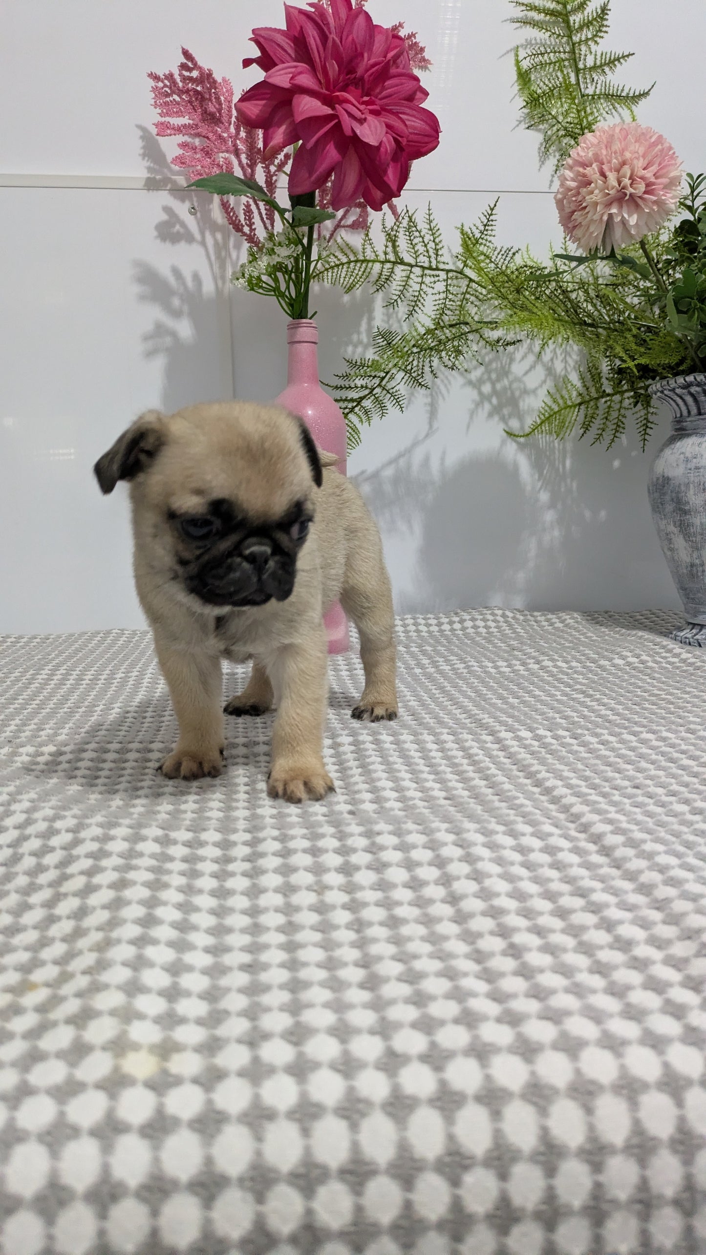 PUG (02/04) FEMALE