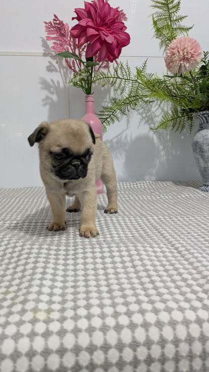 PUG (02/04) FEMALE