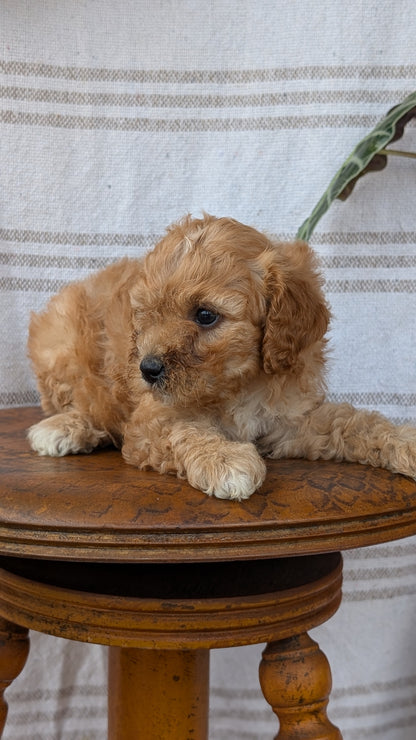CAVAPOO (MAY 23) FEMALES