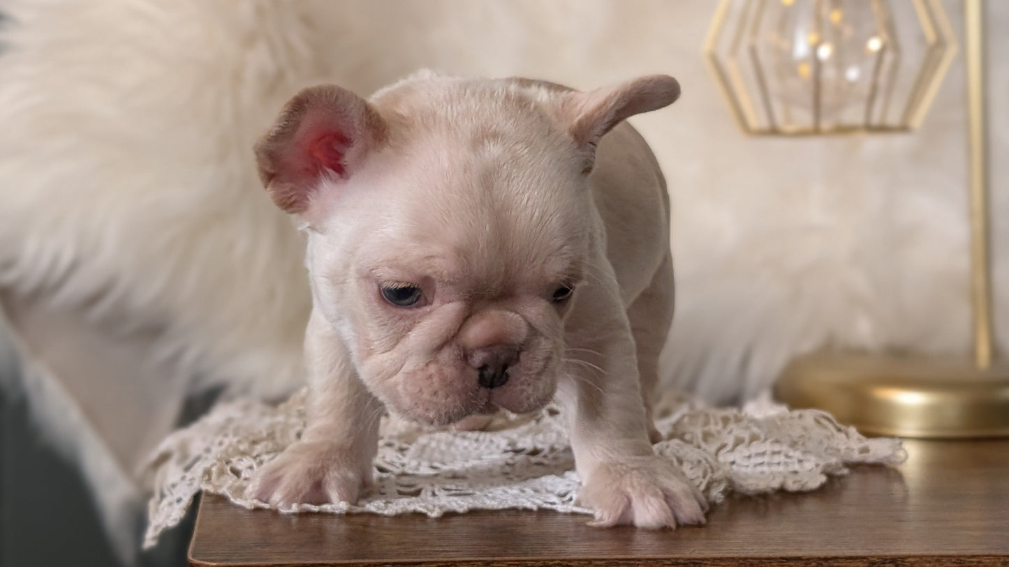 FRENCH BULLDOG (FEB 09) MALE