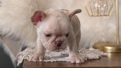 FRENCH BULLDOG (FEB 09) MALE