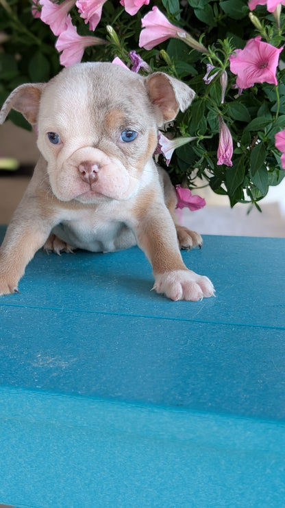 ENGLISH BULLDOG (06/30) FEMALE