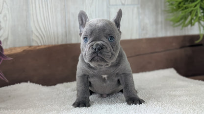 FRENCH BULLDOG (NOV 22) FEMALE