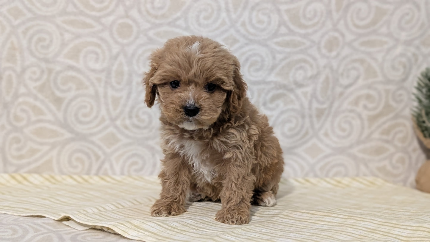 CAVAPOO (JAN 29) MALES