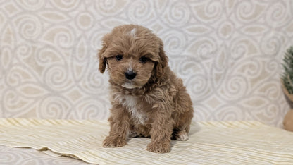 CAVAPOO (JAN 29) MALES