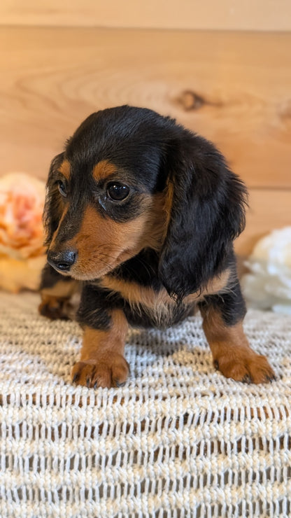 MINI DACHSHUNDS (JUL 05) 2 MALES/2 FEMALES