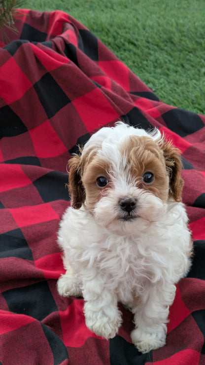 CAVAPOO (10/03) FEMALE