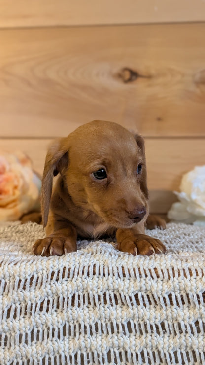 MINI DACHSHUND (JUL 30) 4 MALES/1 FEMALE