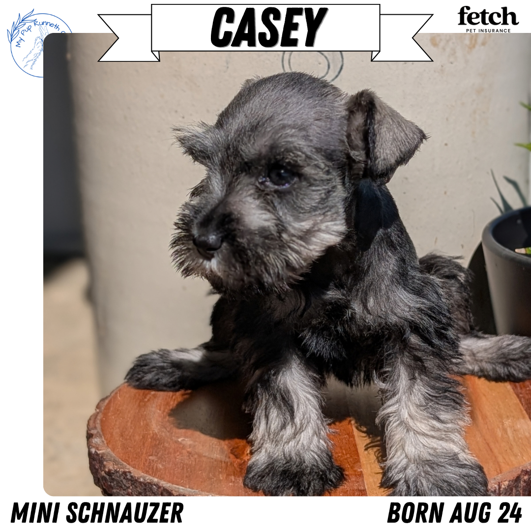 MINI SCHNAUZER (AUG 24) 8 FEMALES