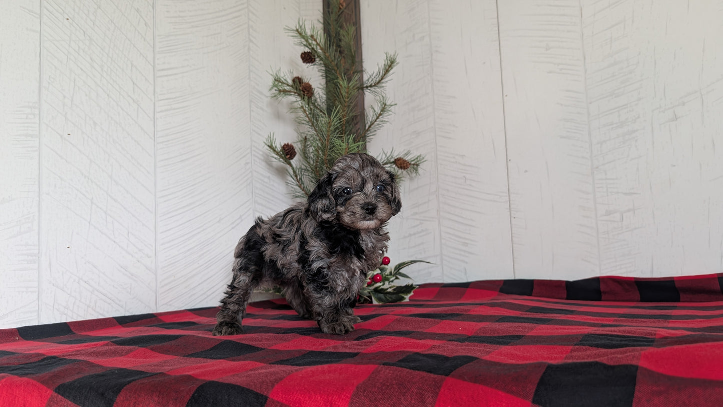 COCKAPOO (NOV 07) FEMALE