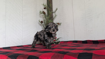 COCKAPOO (NOV 07) FEMALE