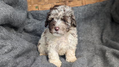 COCKAPOO (09/13) MALE
