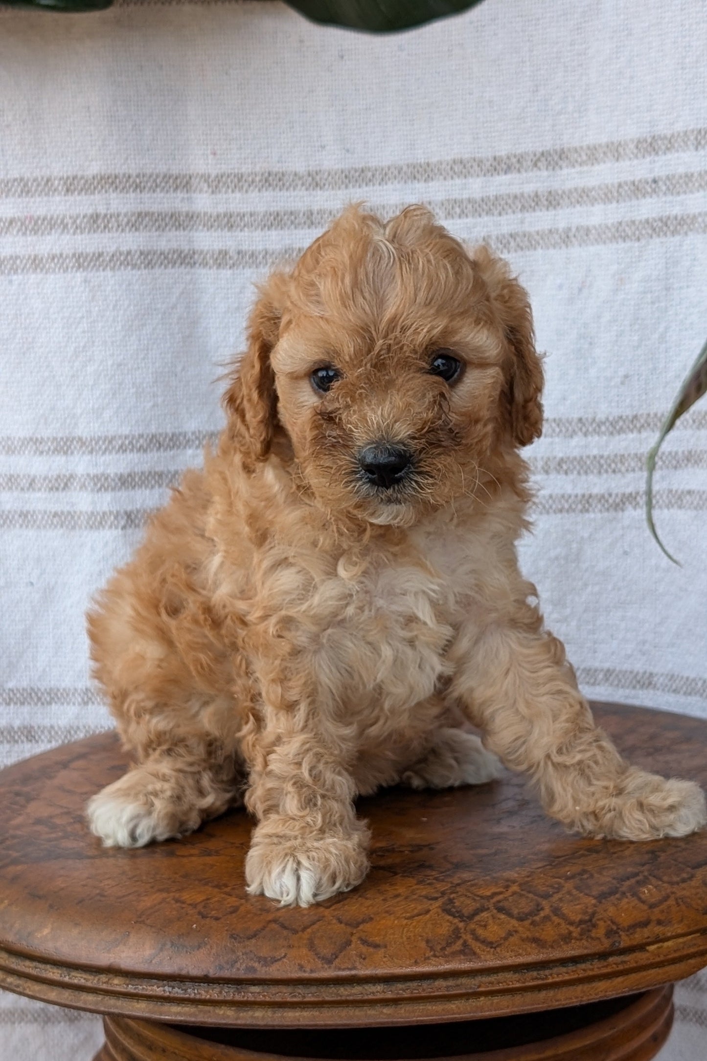 CAVAPOO (MAY 23) FEMALES