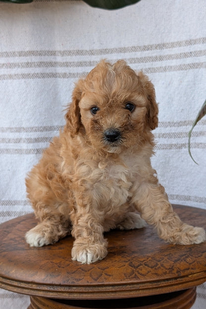 CAVAPOO (MAY 23) FEMALES