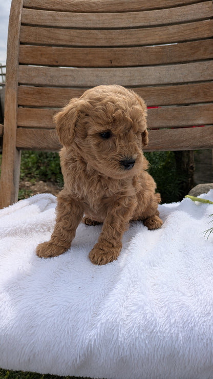 MINI POODLE (03/30) FEMALE