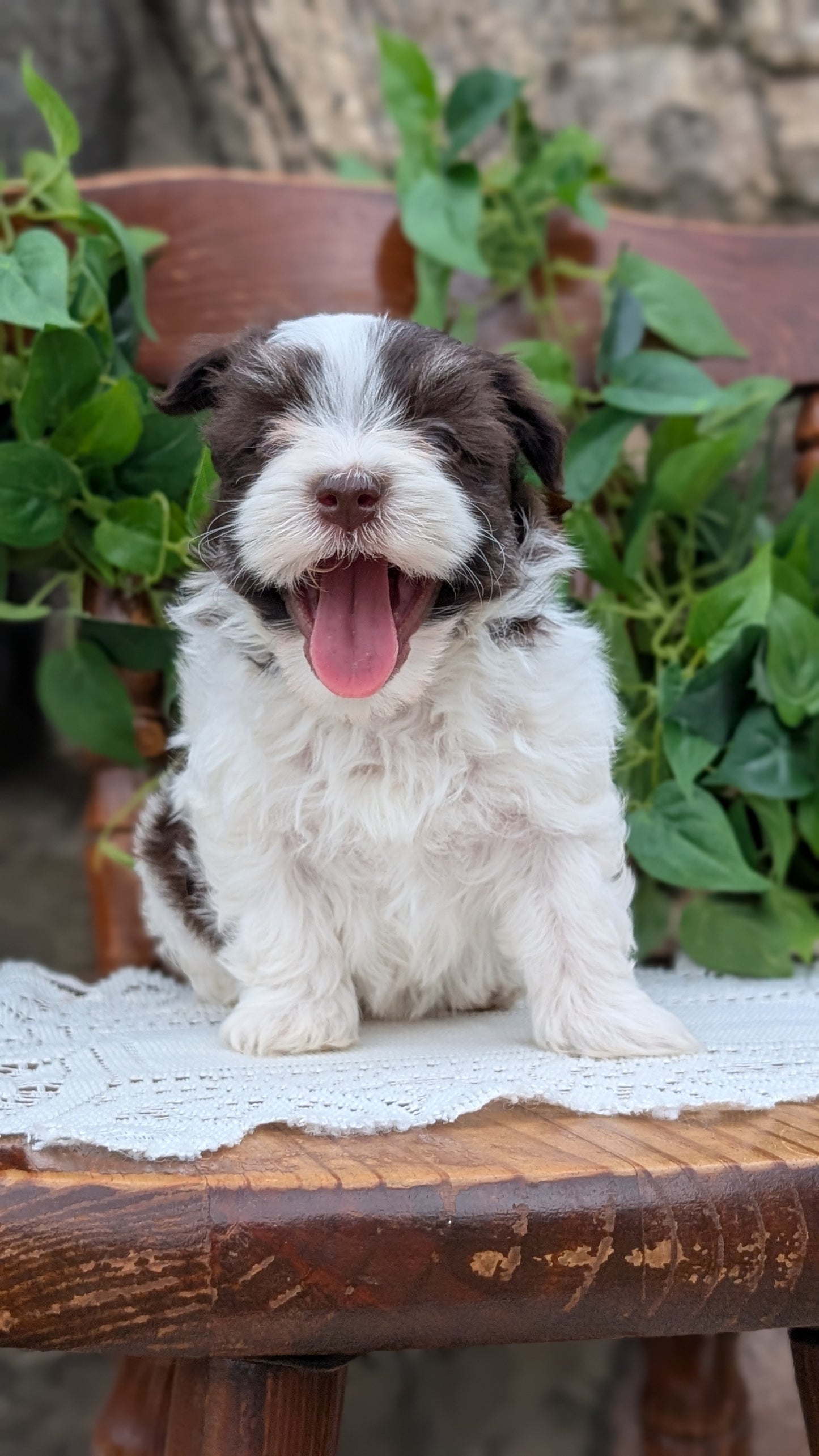 HAVANESE (APR 09) MALES