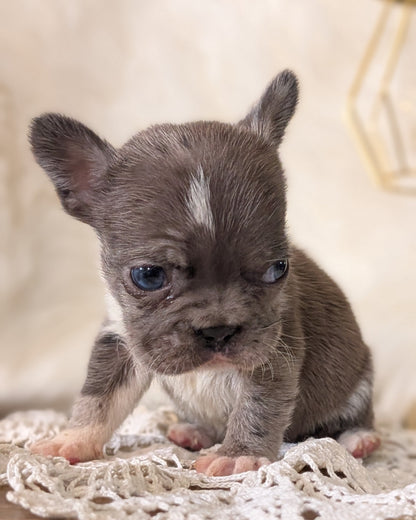 FRENCH BULLDOG (FEB 14) FEMALE