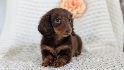 MINI DACHSHUND (MAY 13) MALE