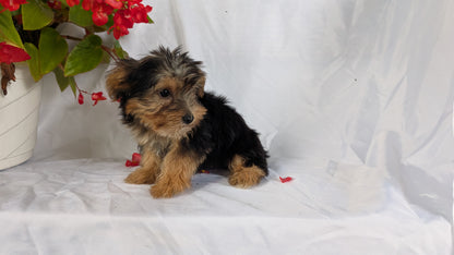 YORKSHIRE TERRIER (06/14) MALE
