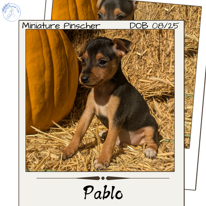 MINI PINSCHER (08/25) MALE