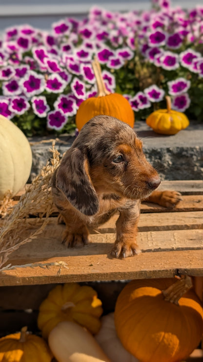 MINI DACHSHUND (08/19) FEMALE