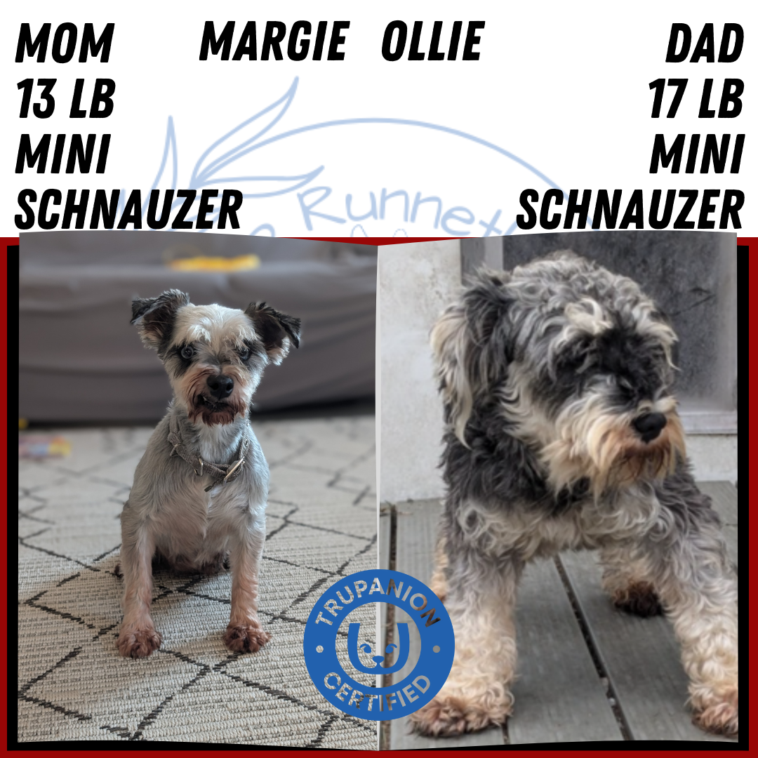 MINI SCHNAUZER (OCT 27) FEMALE