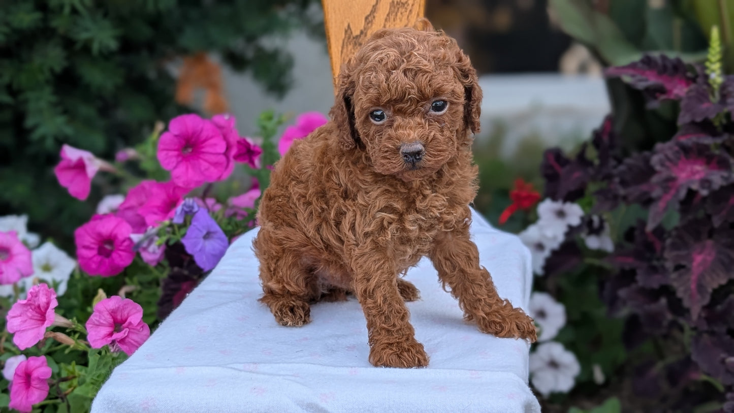 TOY POODLE (JUN 09) MALE