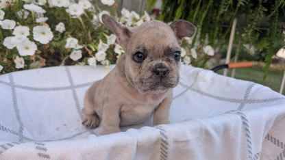 FRENCH BULLDOG (07/15) MALE