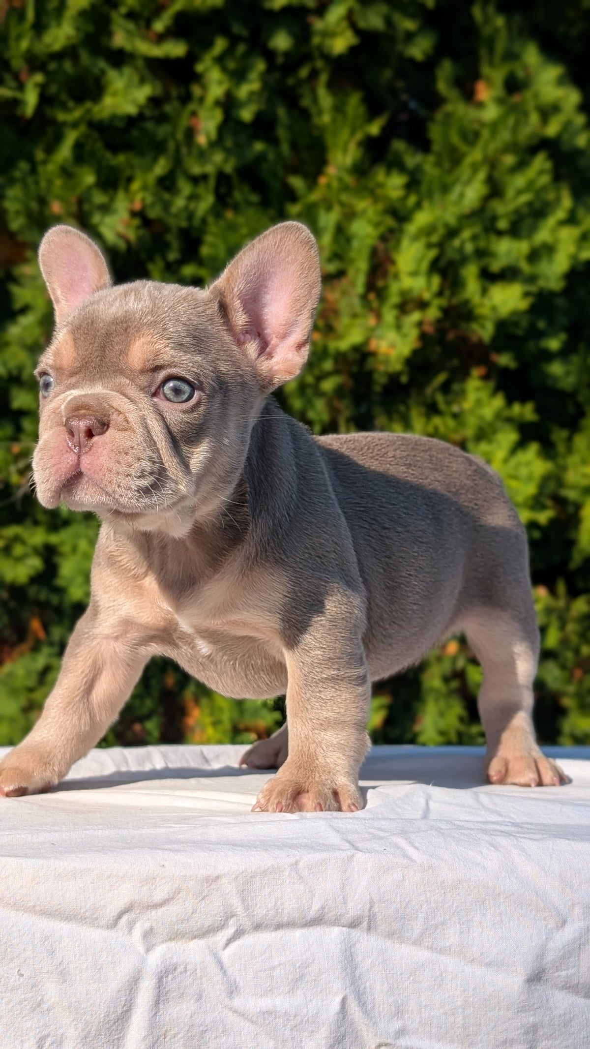 FRENCH BULLDOG (AUG 22) 3 MALES/1 FEMALE