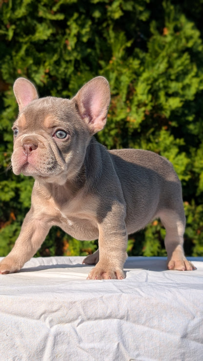 FRENCH BULLDOG (AUG 22) 3 MALES/1 FEMALE
