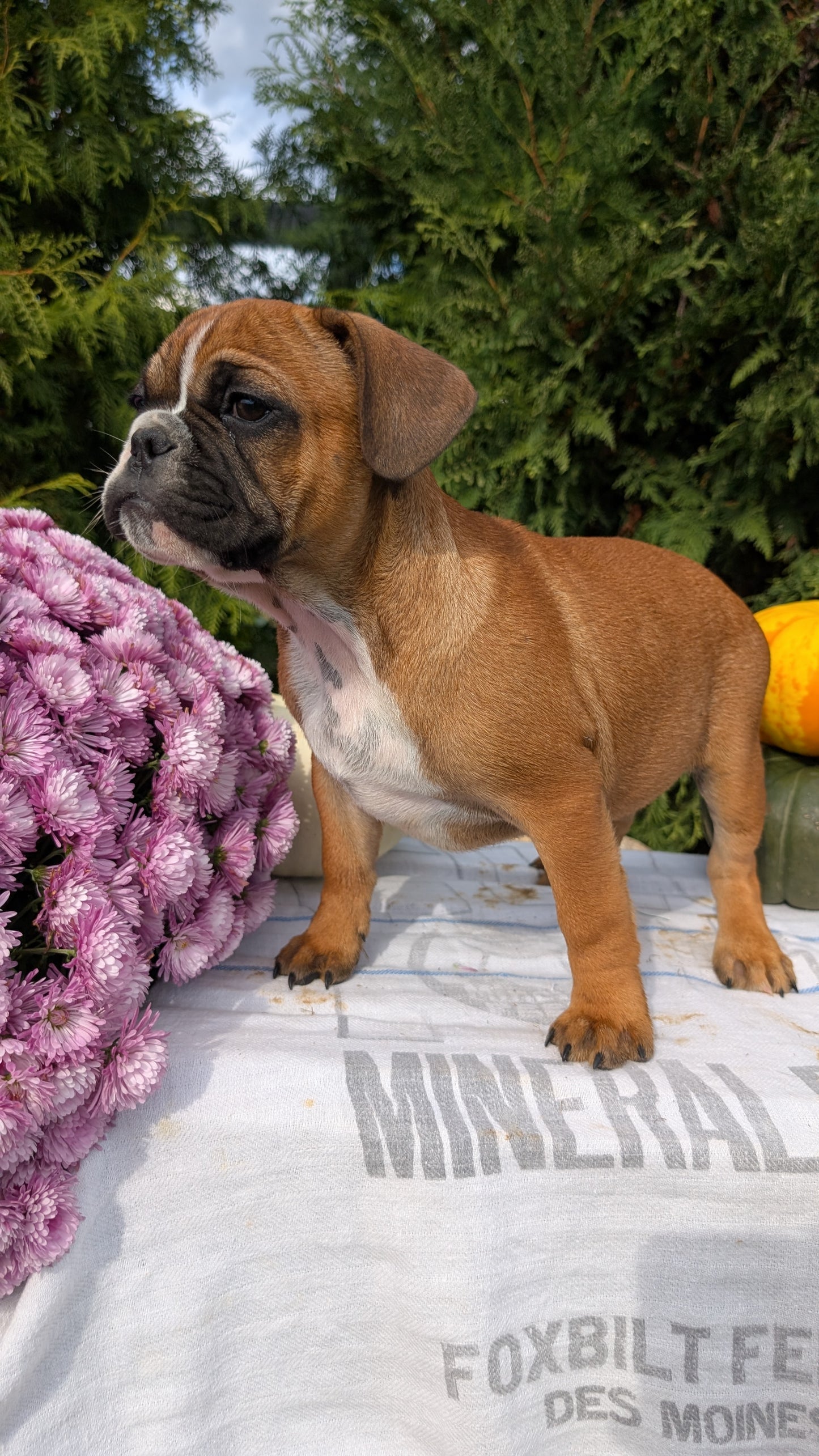 FRENCH BULLDOG (07/15) MALE