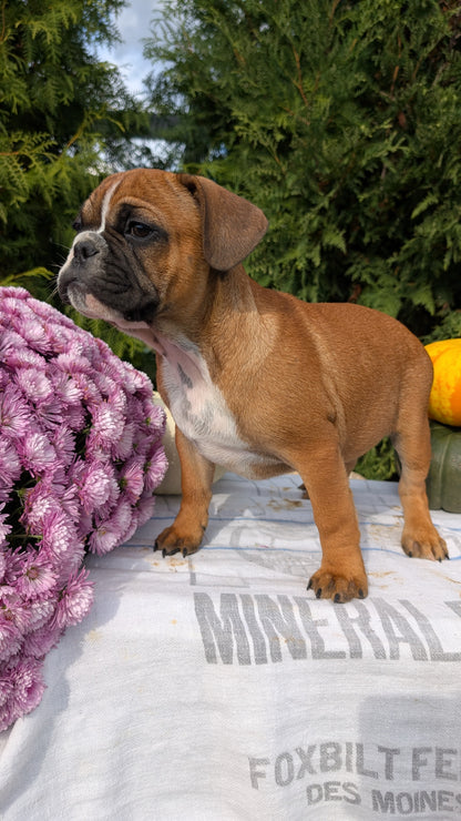FRENCH BULLDOG (07/15) MALE