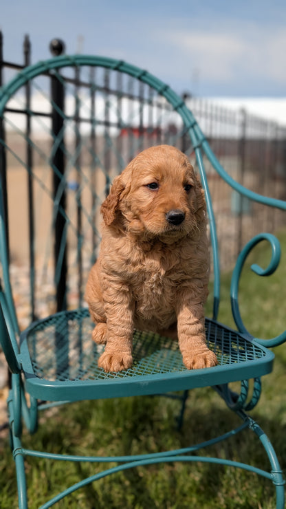 GOLDEN RETRIEVER (FEB 04) FEMALES