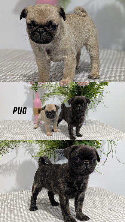 PUG (02/04) FEMALE