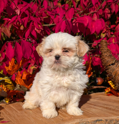 SHIH TZU (09/03) FEMALE