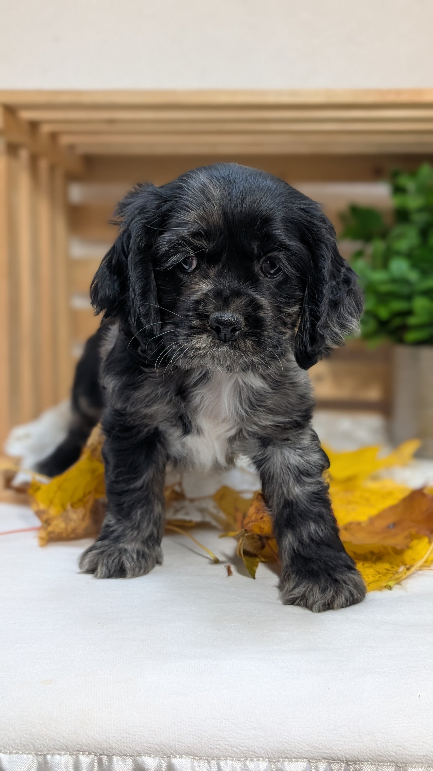 COCKER SPANIEL (09/20) MALE