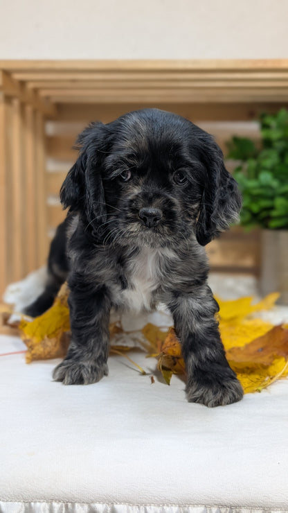 COCKER SPANIEL (09/20) MALE