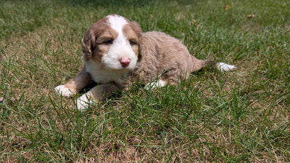 MINI BERNEDOODLE (06/11) MALE