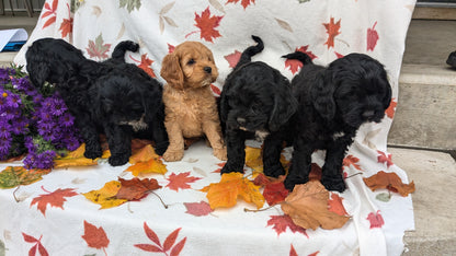 COCKAPOO (08/03) MALE