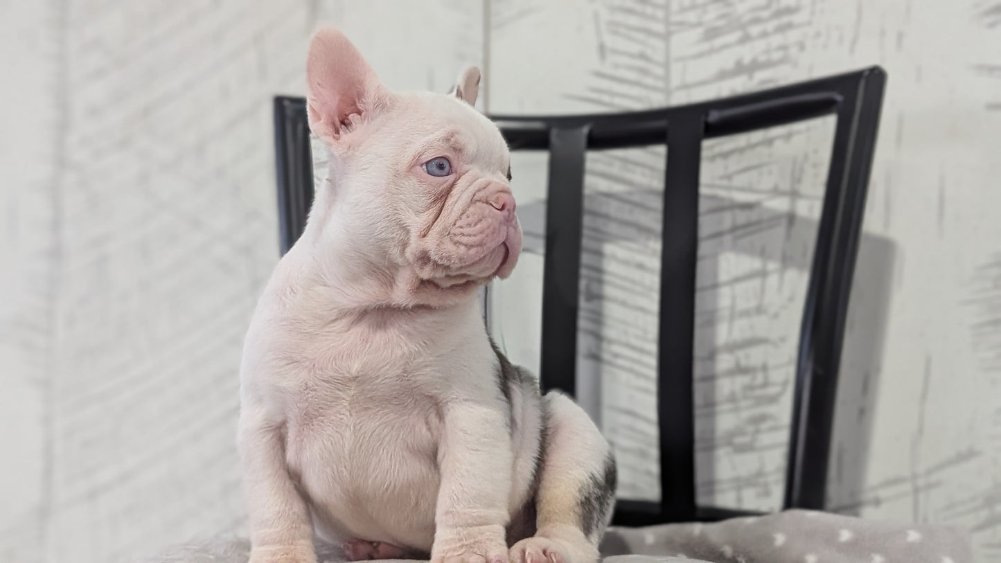 FRENCH BULLDOG (NOV 18) MALE