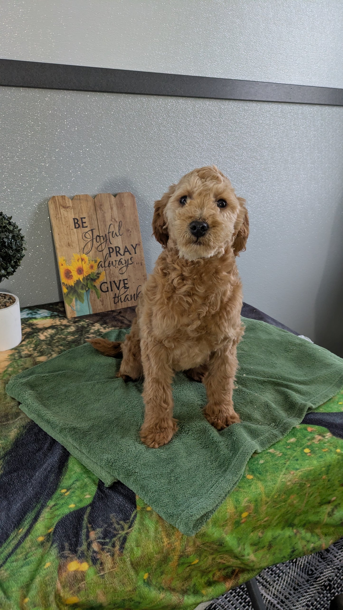 MINI GOLDENDOODLE (12/09) MALE