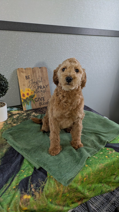 MINI GOLDENDOODLE (12/09) MALE