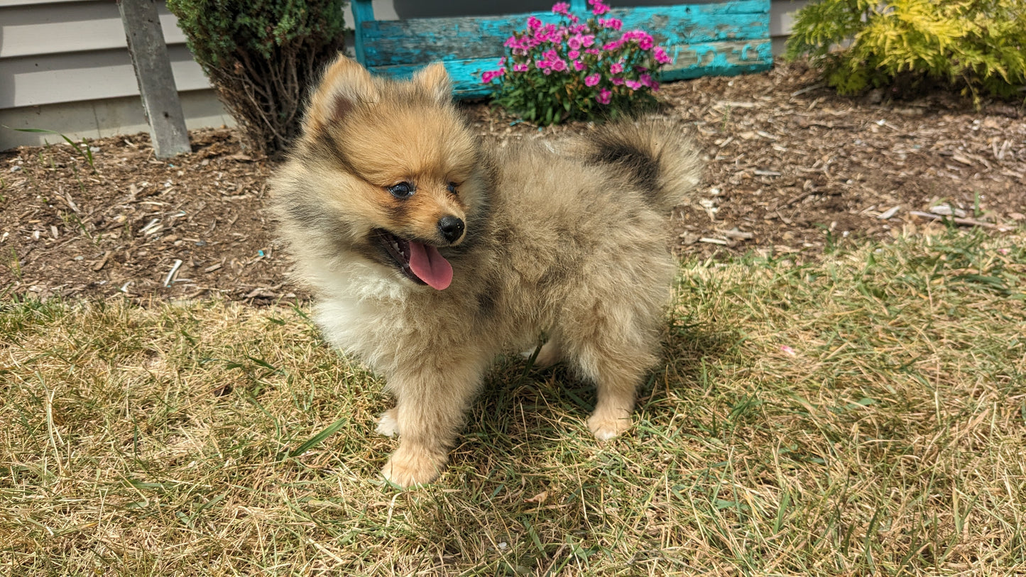 POMERANIAN (04/15) MALE