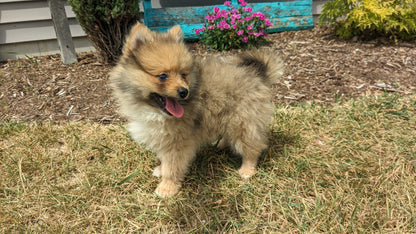 POMERANIAN (04/15) MALE