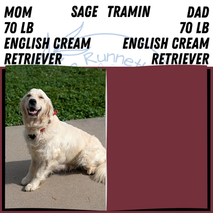 ENGLISH CREAM RETRIEVER (AUG 19) 3 MALES/4 FEMALES
