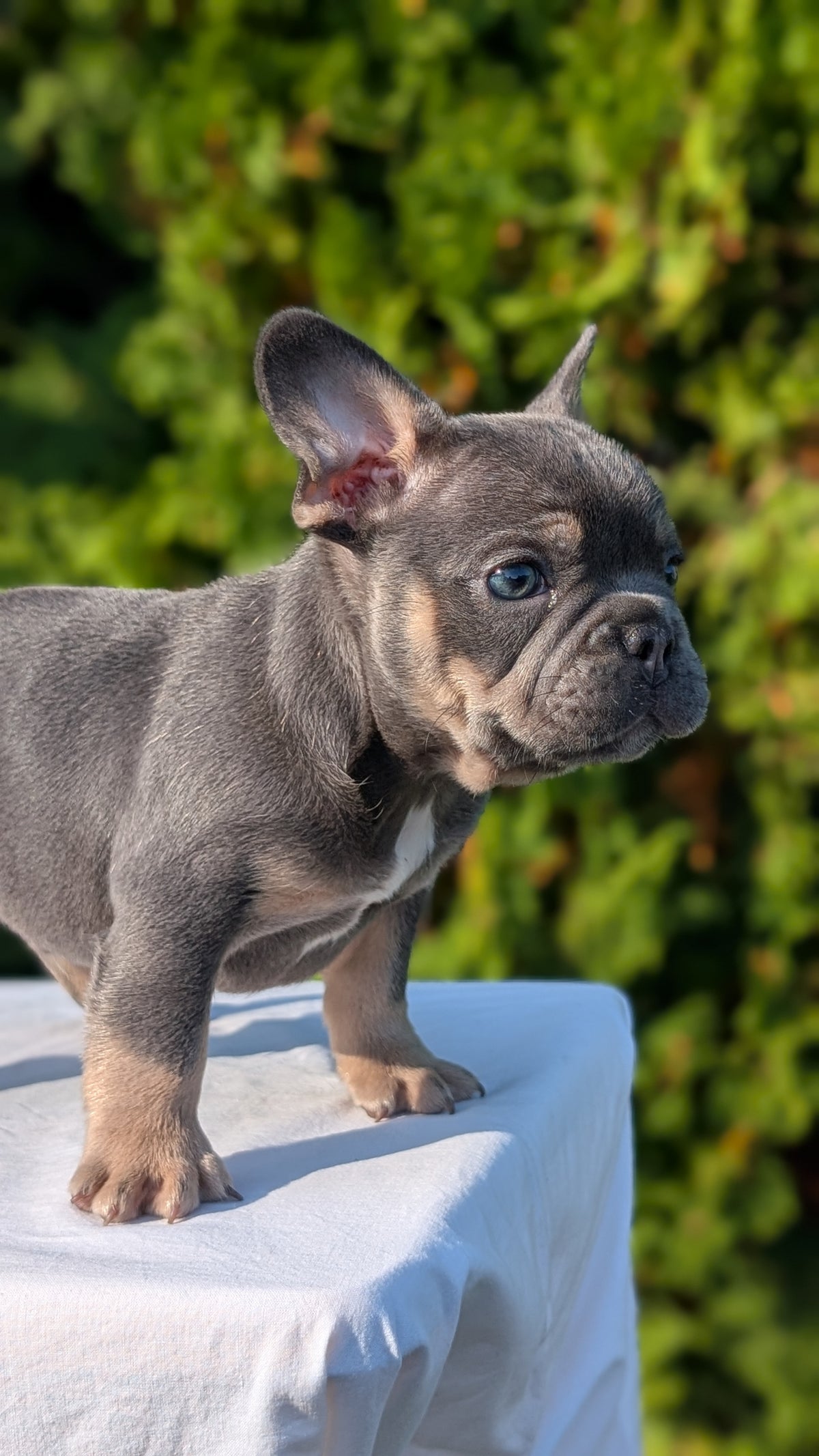 FRENCH BULLDOG (AUG 22) 3 MALES/1 FEMALE