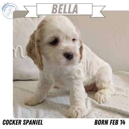 COCKER SPANIEL (02/14) FEMALE