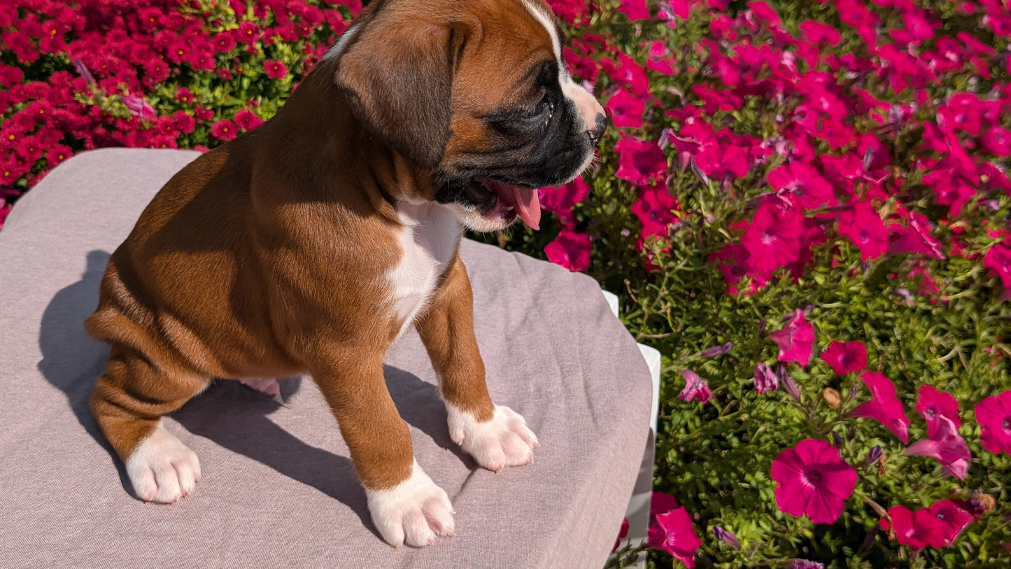 BOXER (08/20) MALE