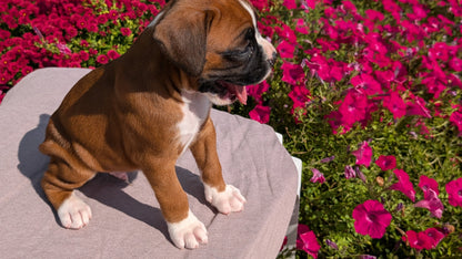 BOXER (08/20) MALE